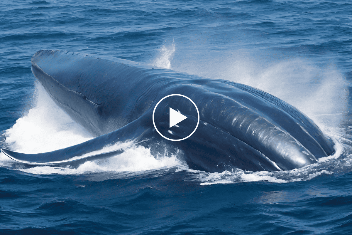 شاهد الحوت الأزرق عملاق المحيطات وحقائق غريبة ستسمعها عن أضخم كائن على وجه الأرض