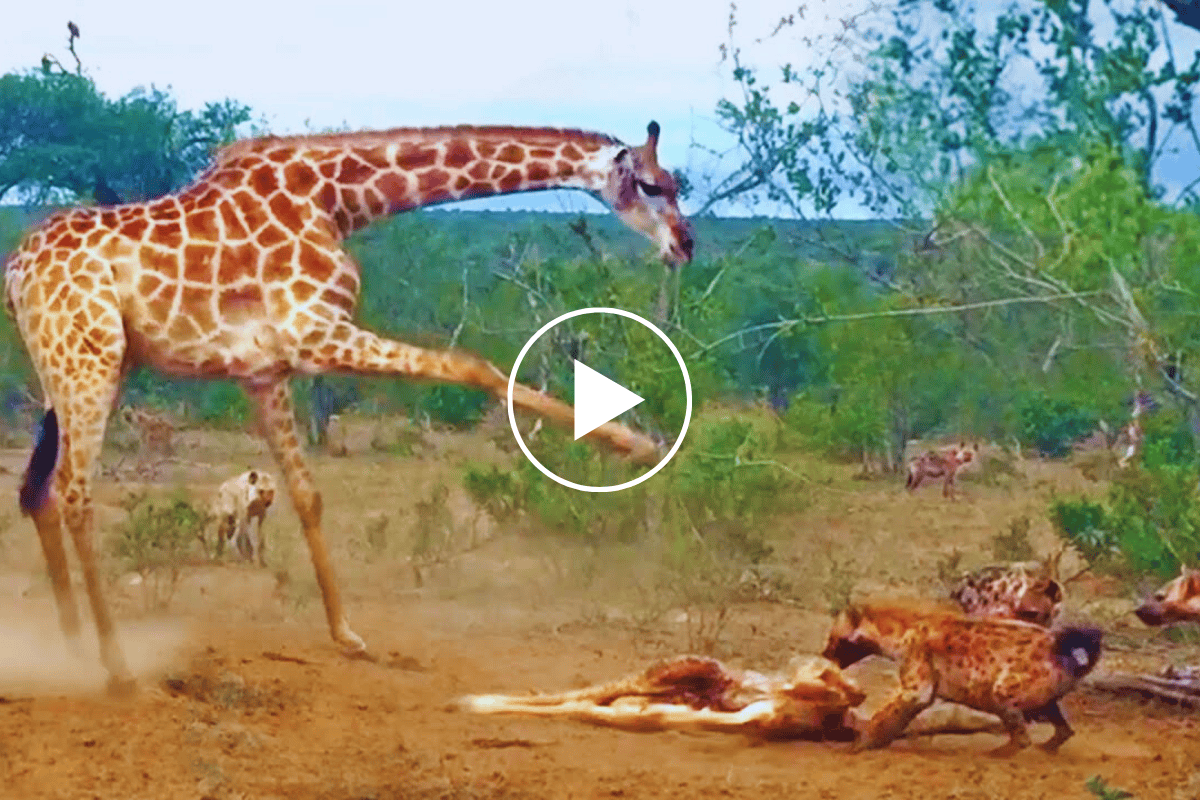 With unparalleled courage, the mother giraffe confronts the spotted hyena to catch the baby calf