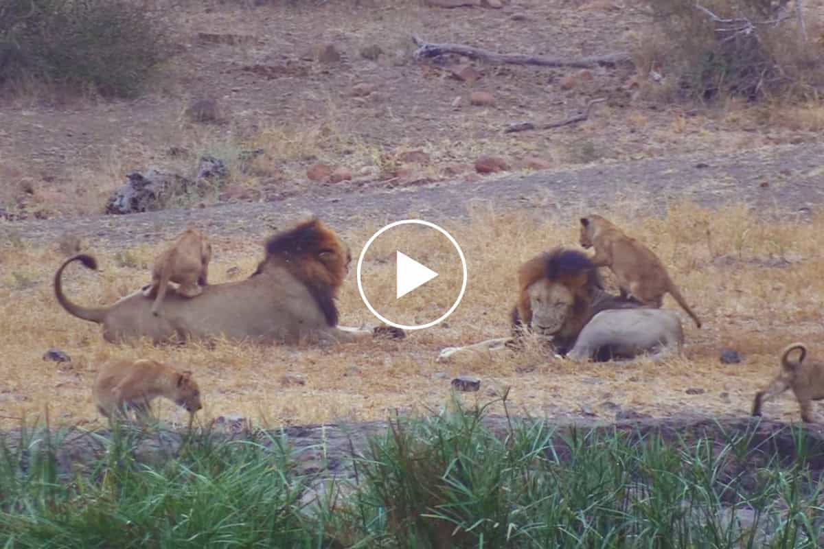 A touching scene of the lion taking over the position of the daddy with calmness and rest as his cubs mess around him – khbrjded